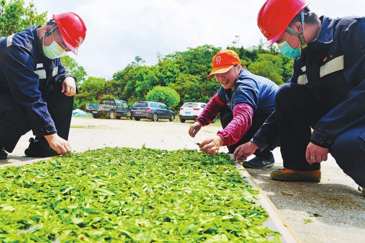 广东台山供电局保障茶农茶企用电无忧