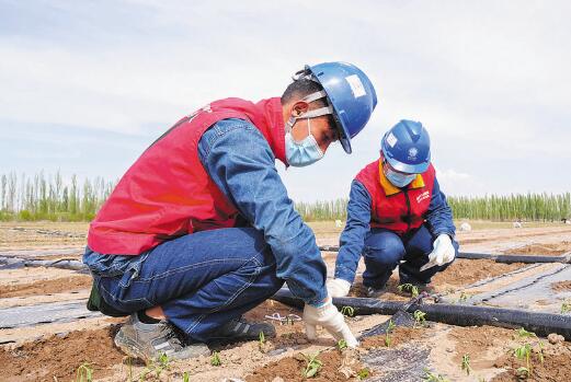 新疆伊河供电公司供电可靠 春灌无忧