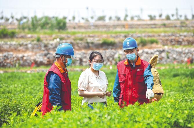 国网淄博供电公司改造升级电网 为村民增收和企业发展提供优质服务