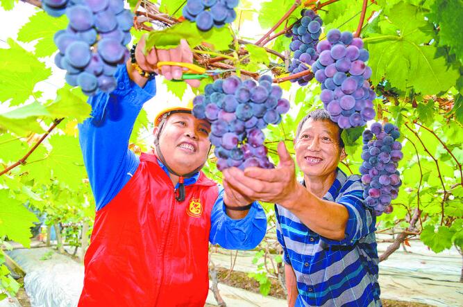 四川：电能助力产业兴 川蜀大地显丰饶