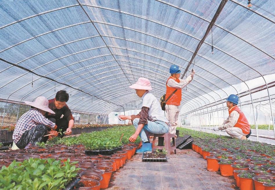 重庆大足：电力添动能 百花齐争艳