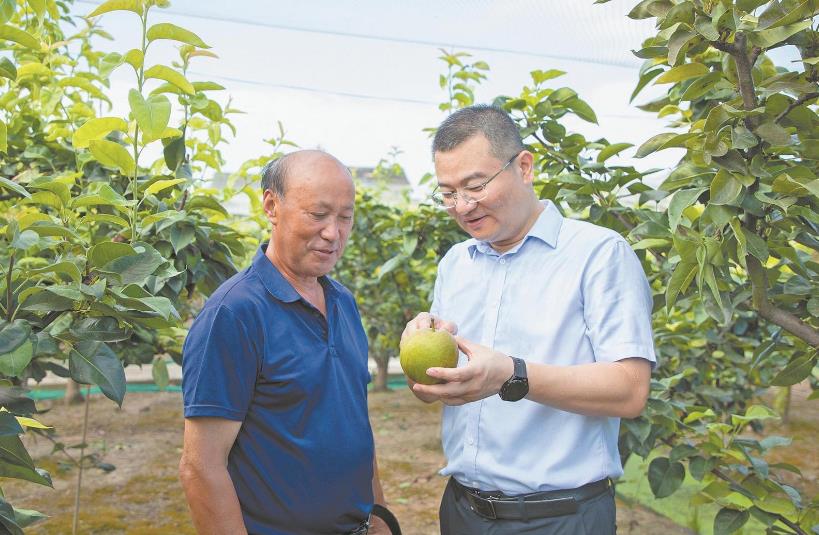 包鲁峰：驻村书记卖梨记