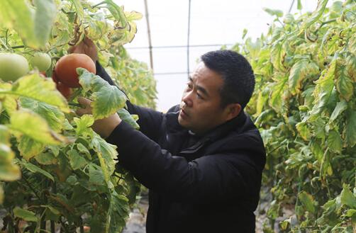 “西红柿县长”的扶贫情怀——记2019年大唐集团公司劳动模范王兵